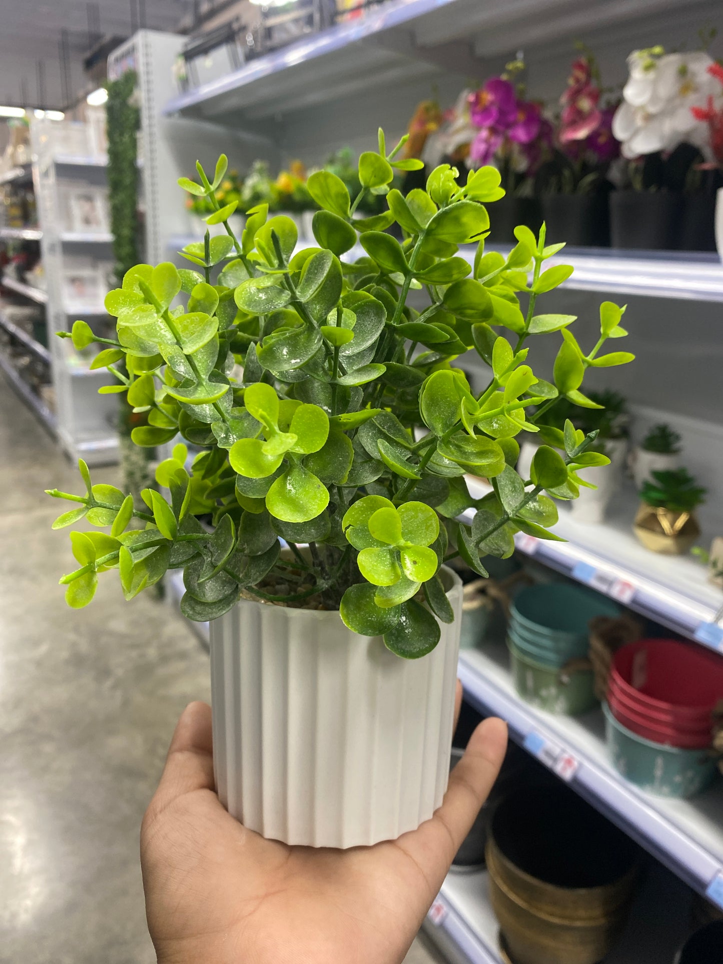 Maceta de eucalipto/Artificial