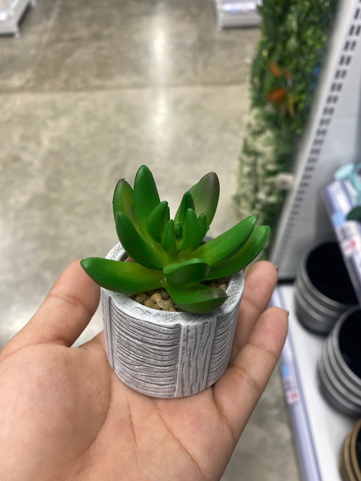 Adorno suculenta /C maceta bonsái