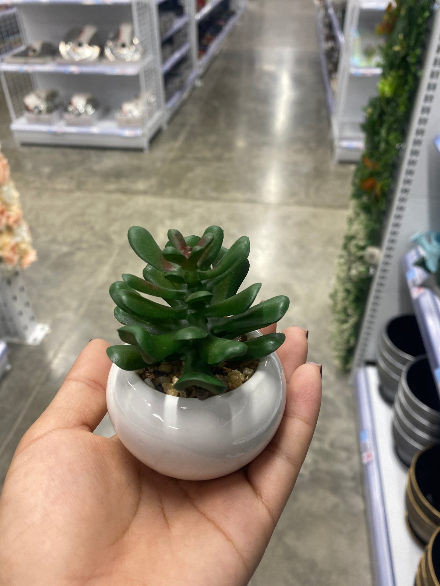 Adorno suculenta/C Maceta