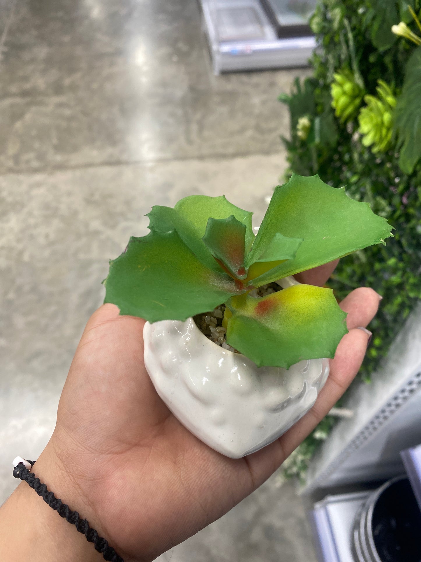 Plantas