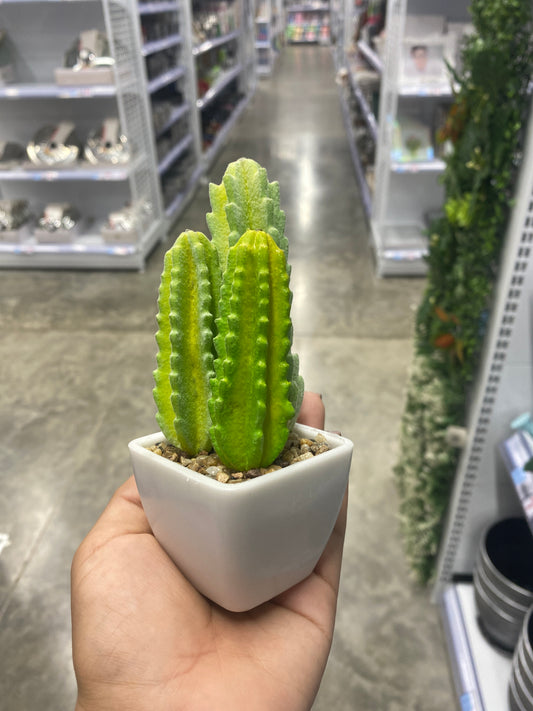 Adorno cactus/Artificial