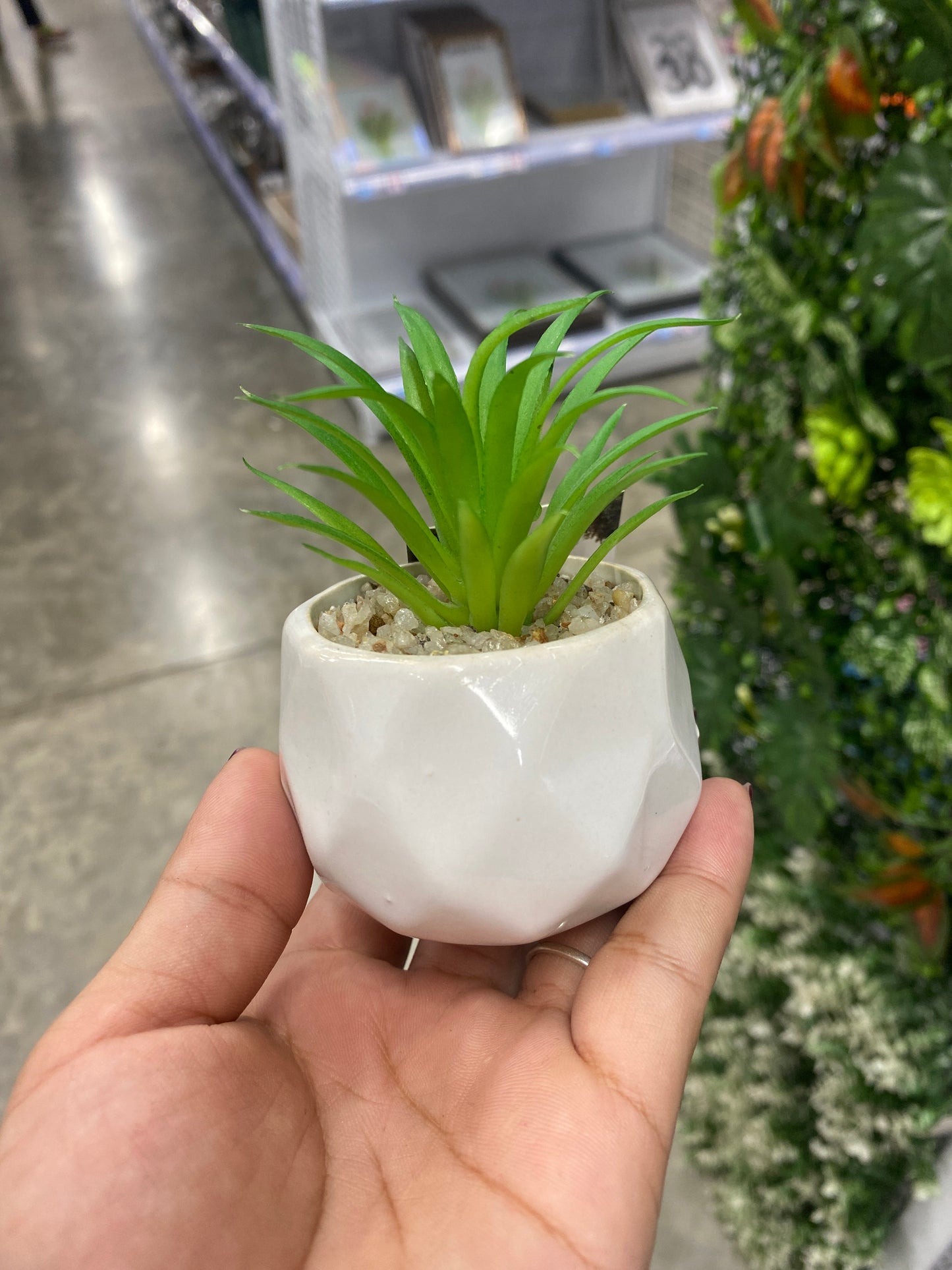 Plantas