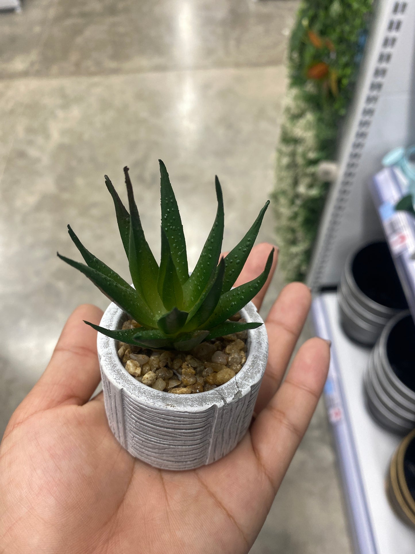 Adorno suculenta /C maceta bonsái