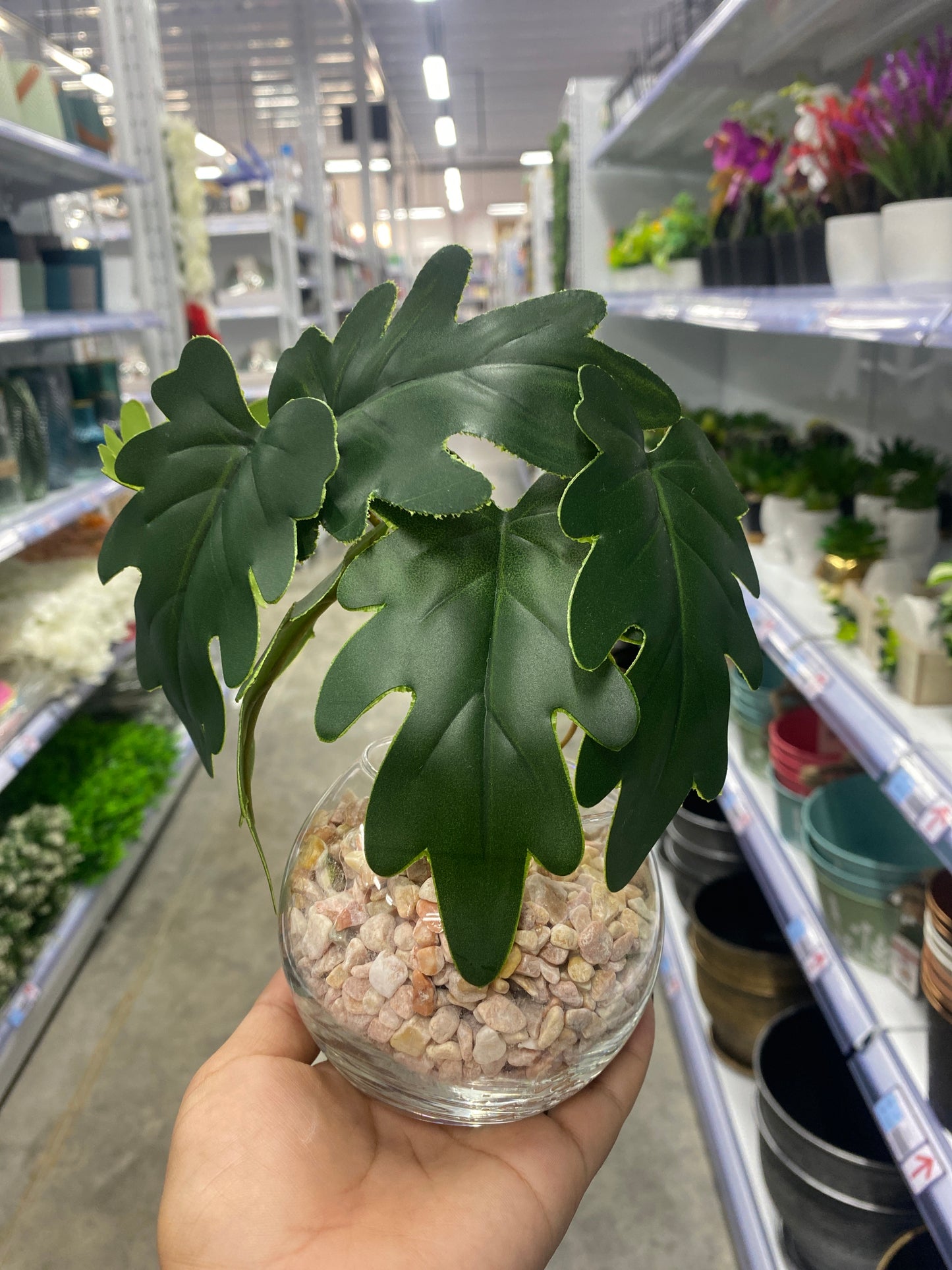 Planta