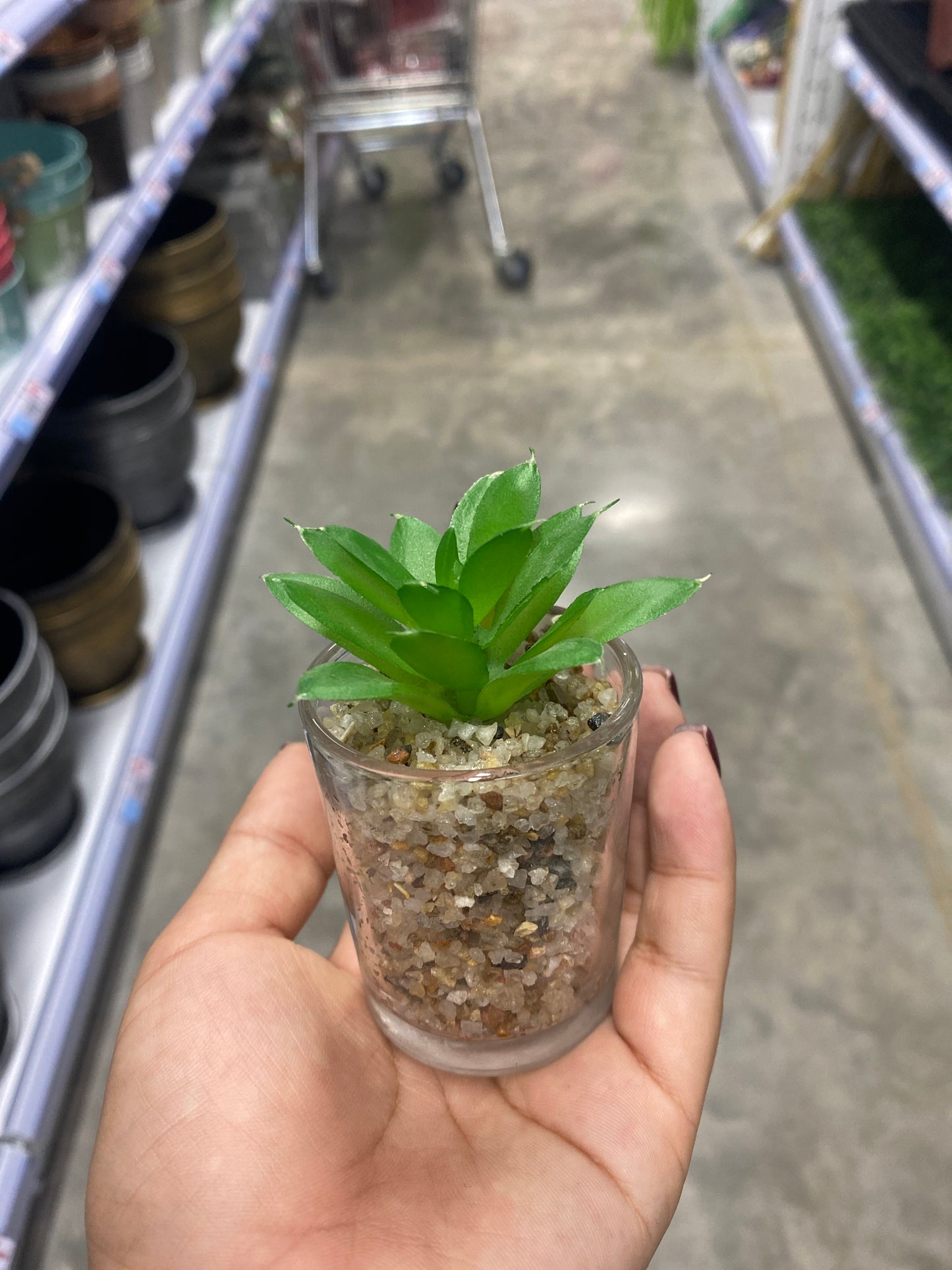 Plantas