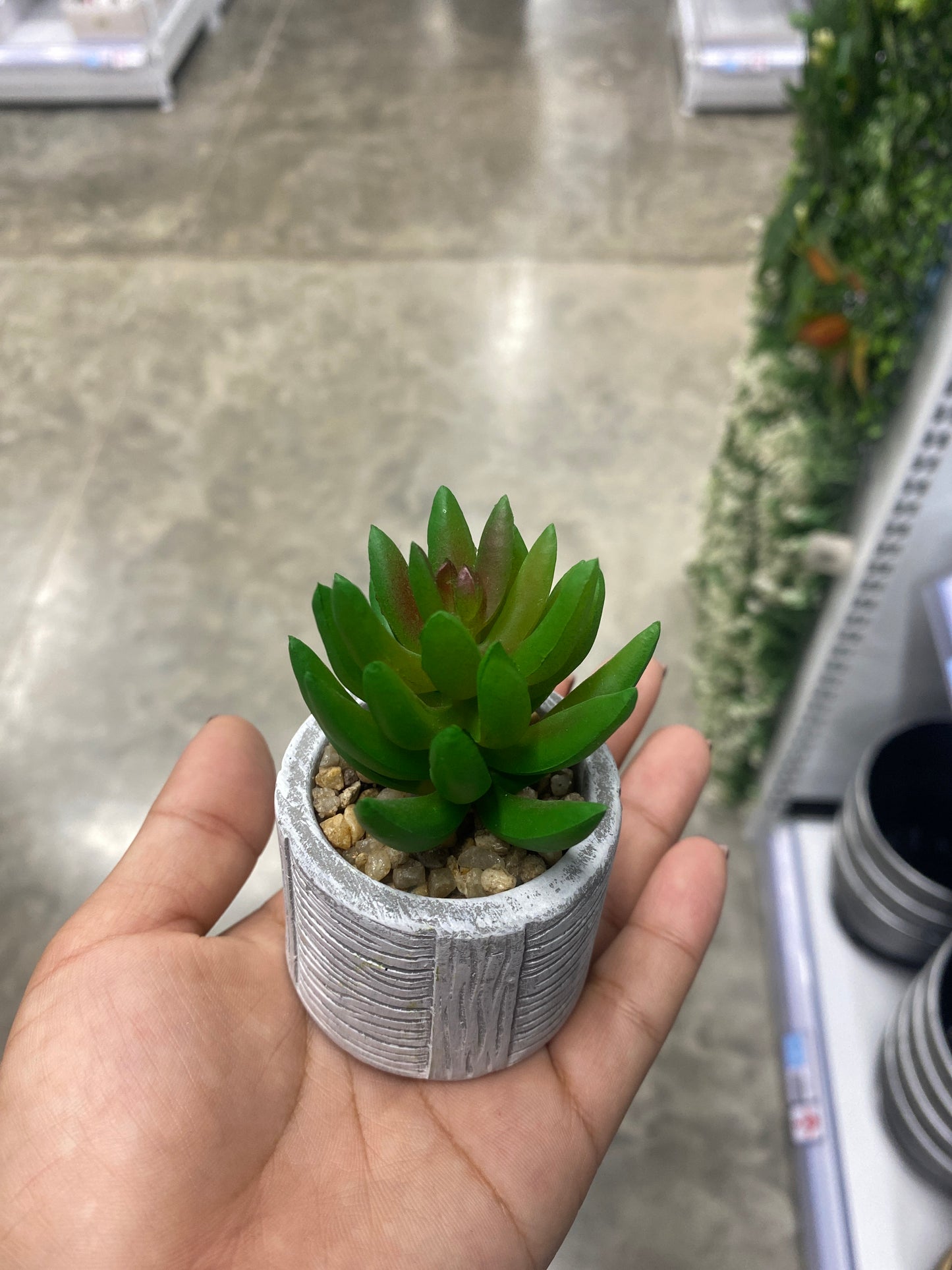 Adorno suculenta /C maceta bonsái