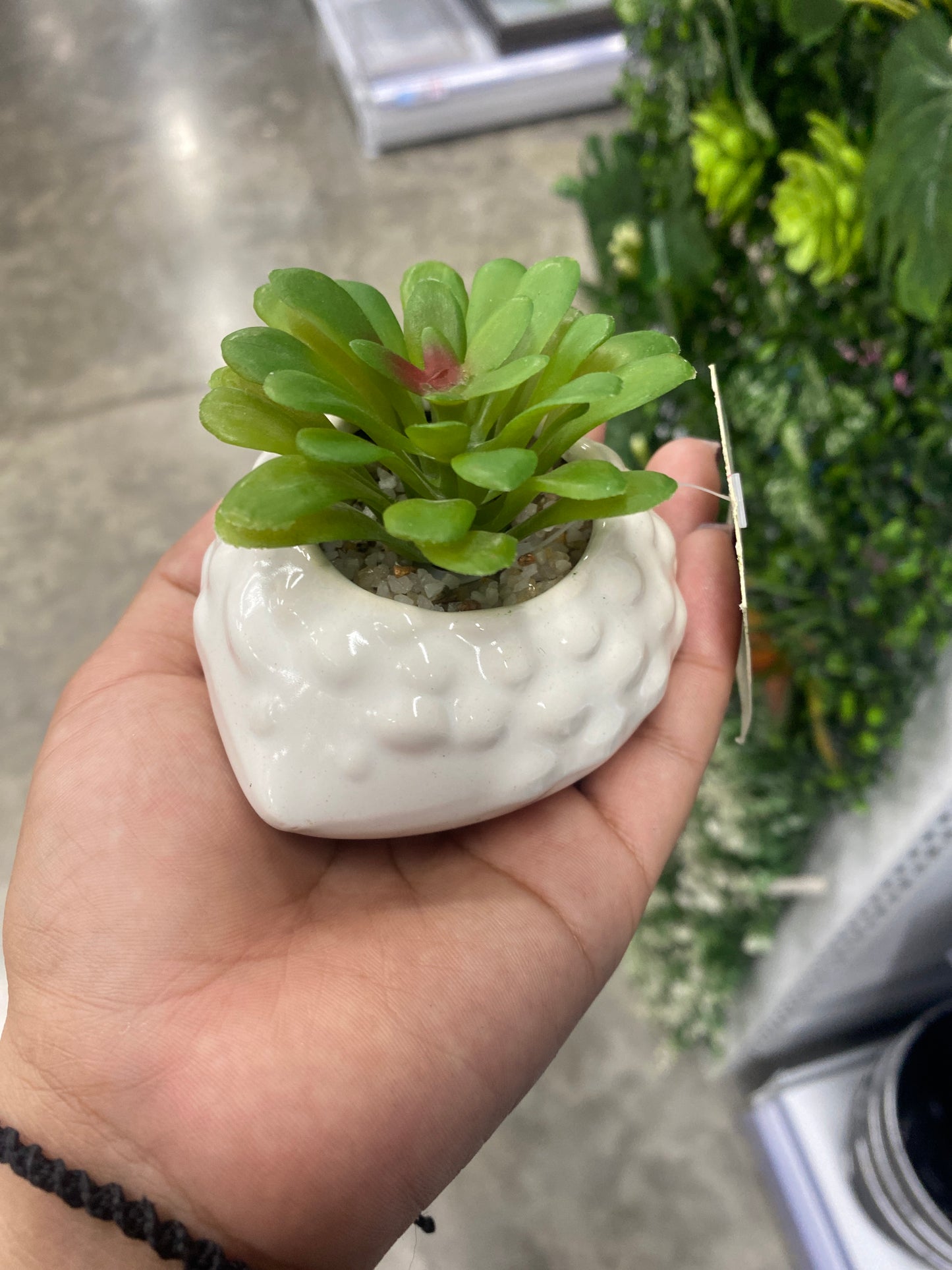 Plantas