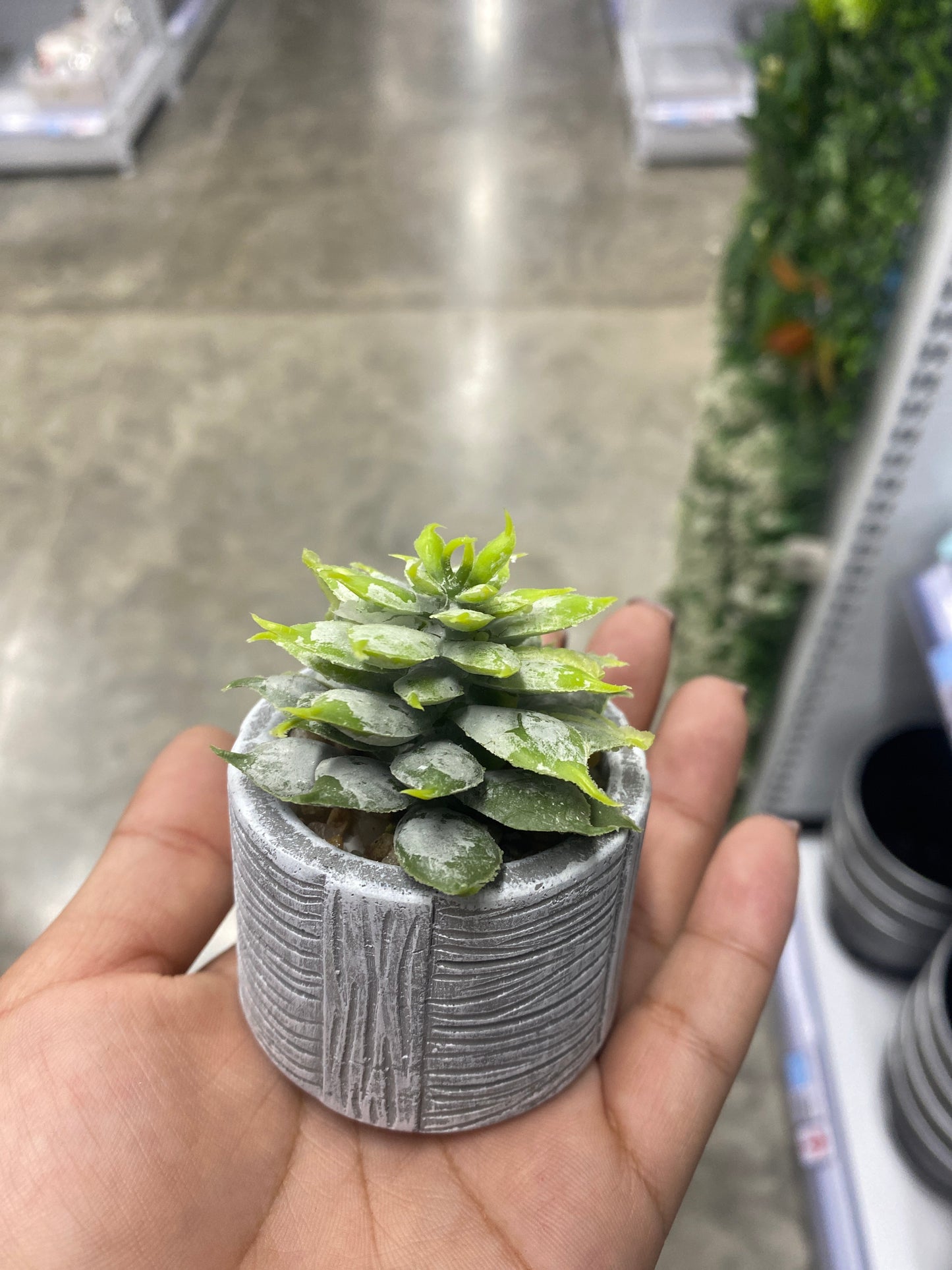 Adorno suculenta /C maceta bonsái