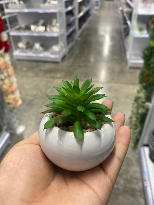 Adorno suculenta/C Maceta