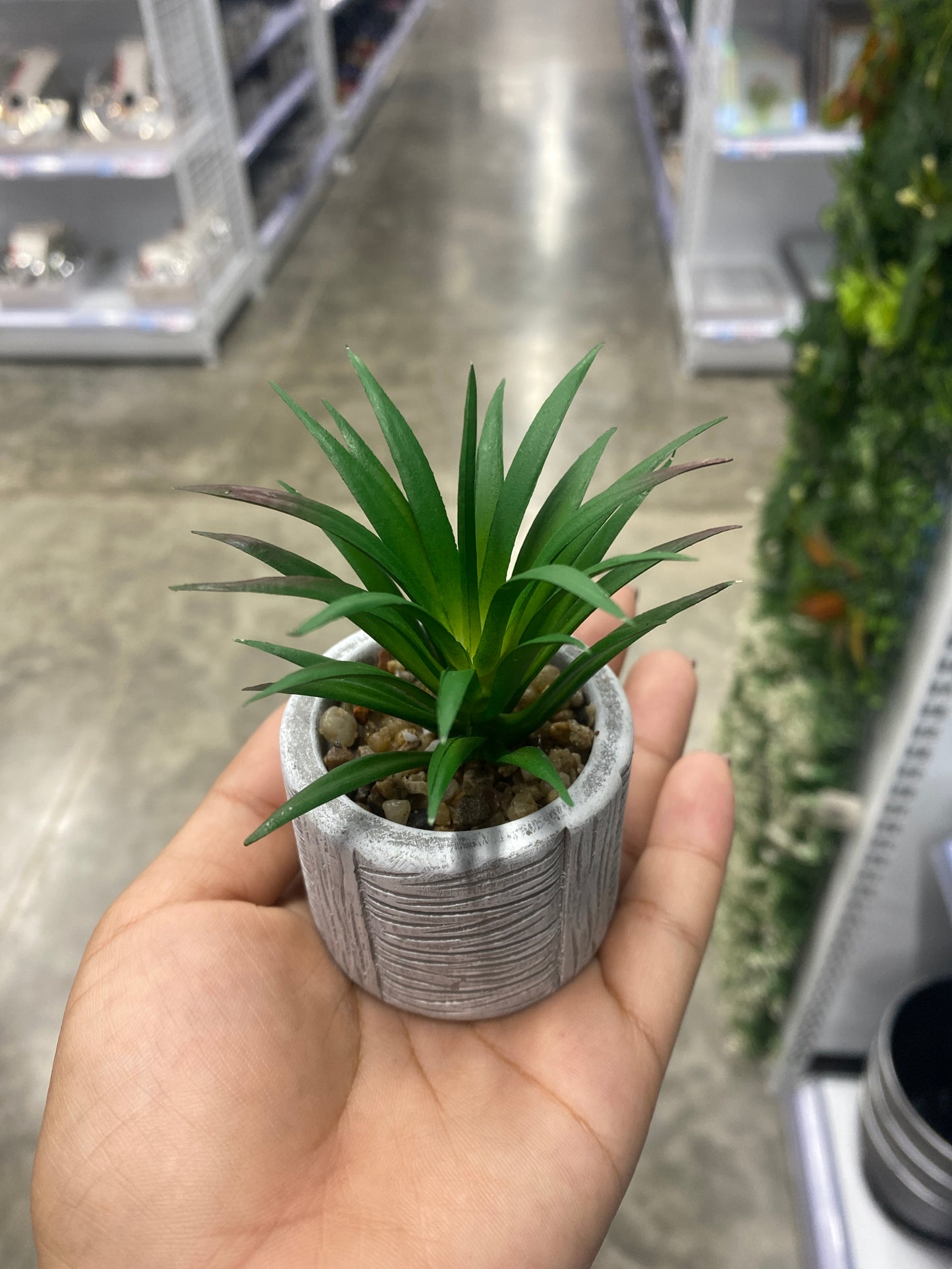 Adorno suculenta /C maceta bonsái