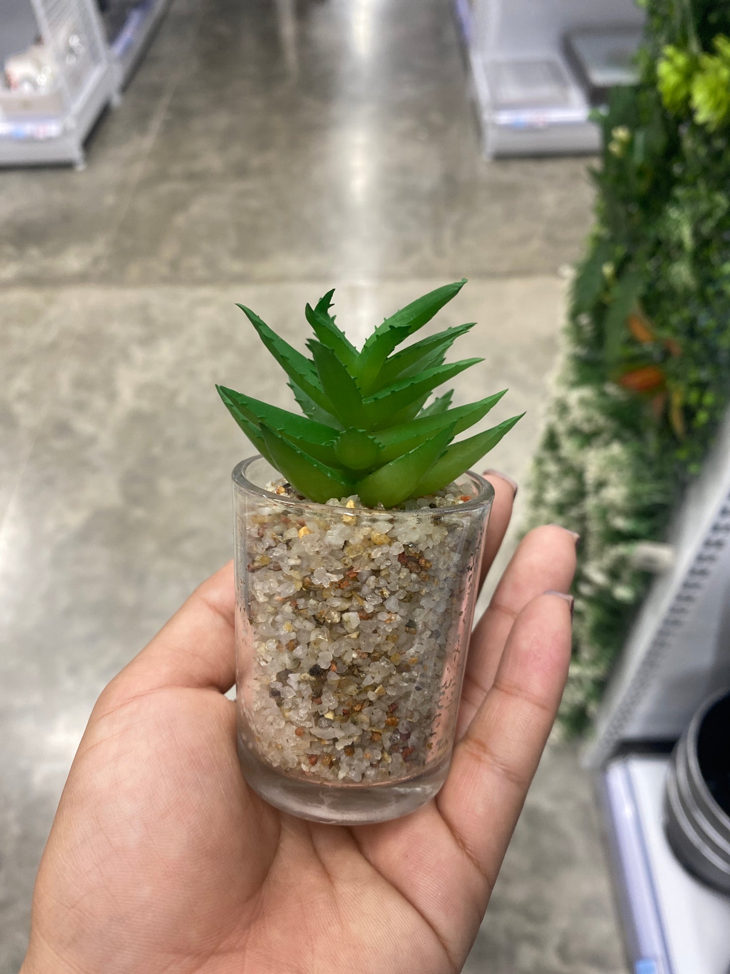 Plantas