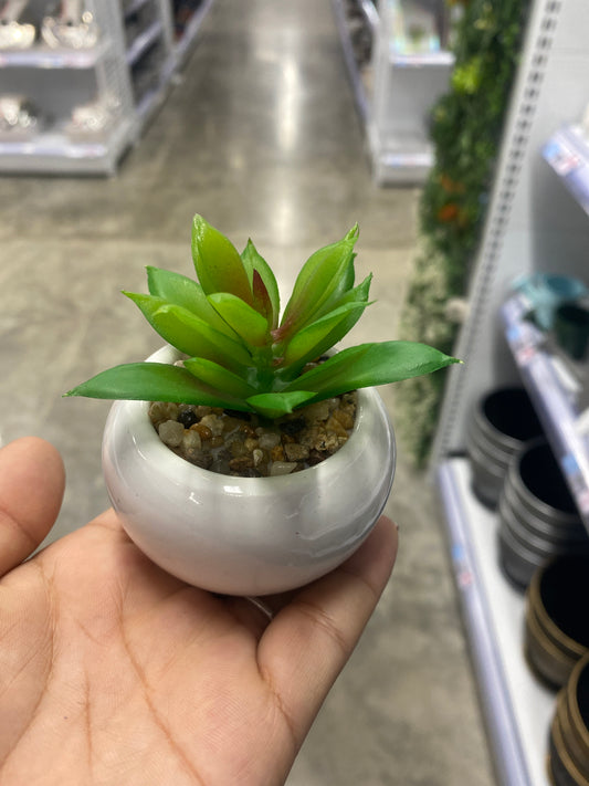 Adorno suculenta/C Maceta