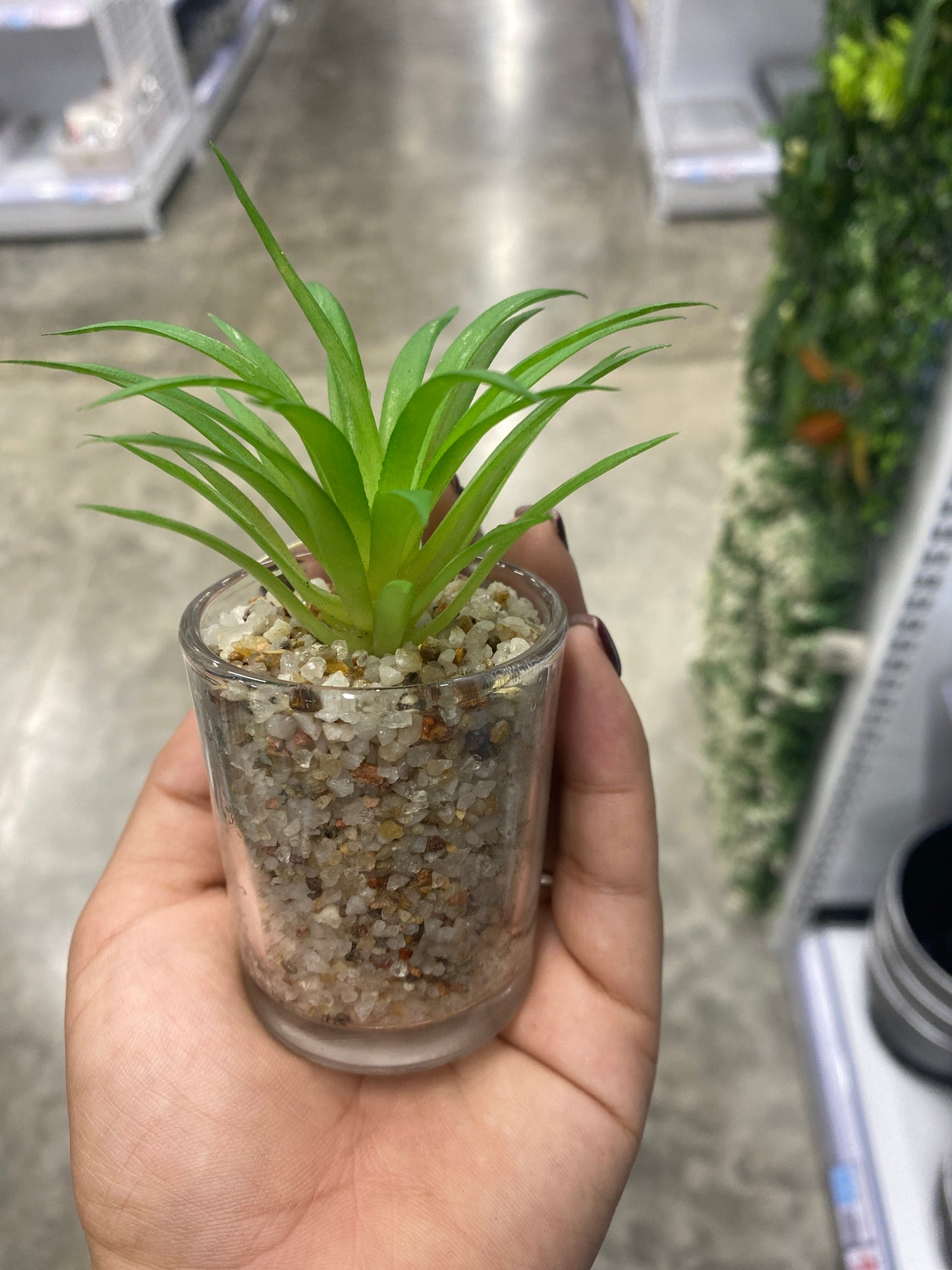 Plantas