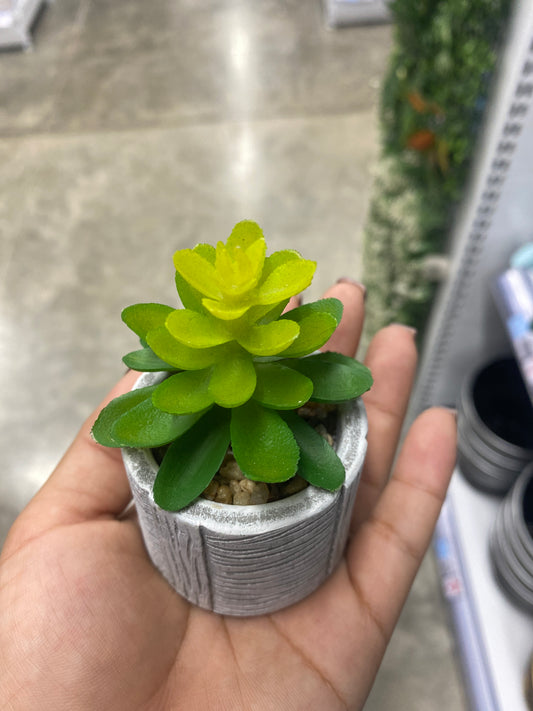 Adorno suculenta /C maceta bonsái
