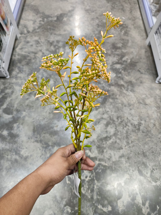 Ramas