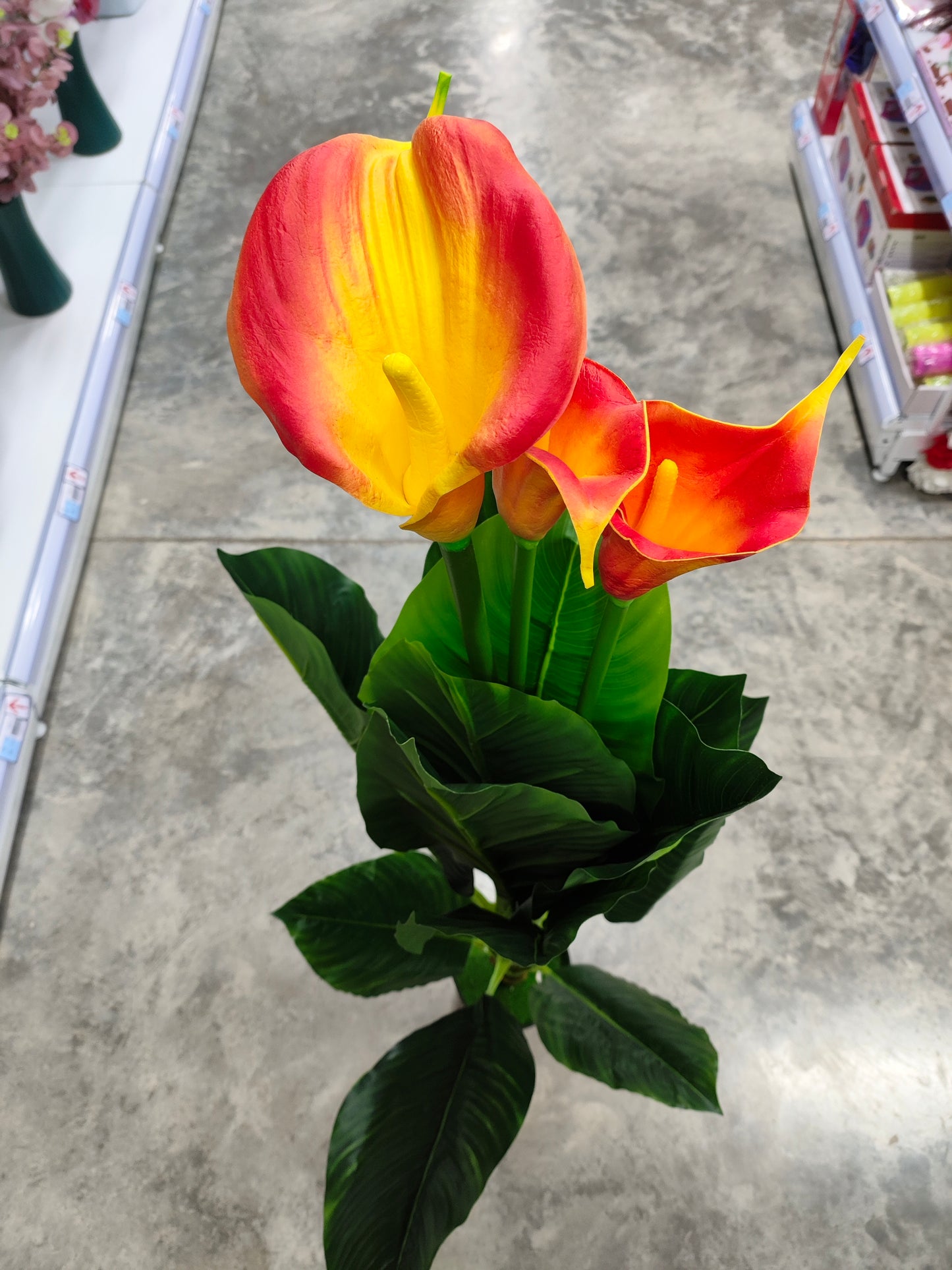 Planta 1.2M