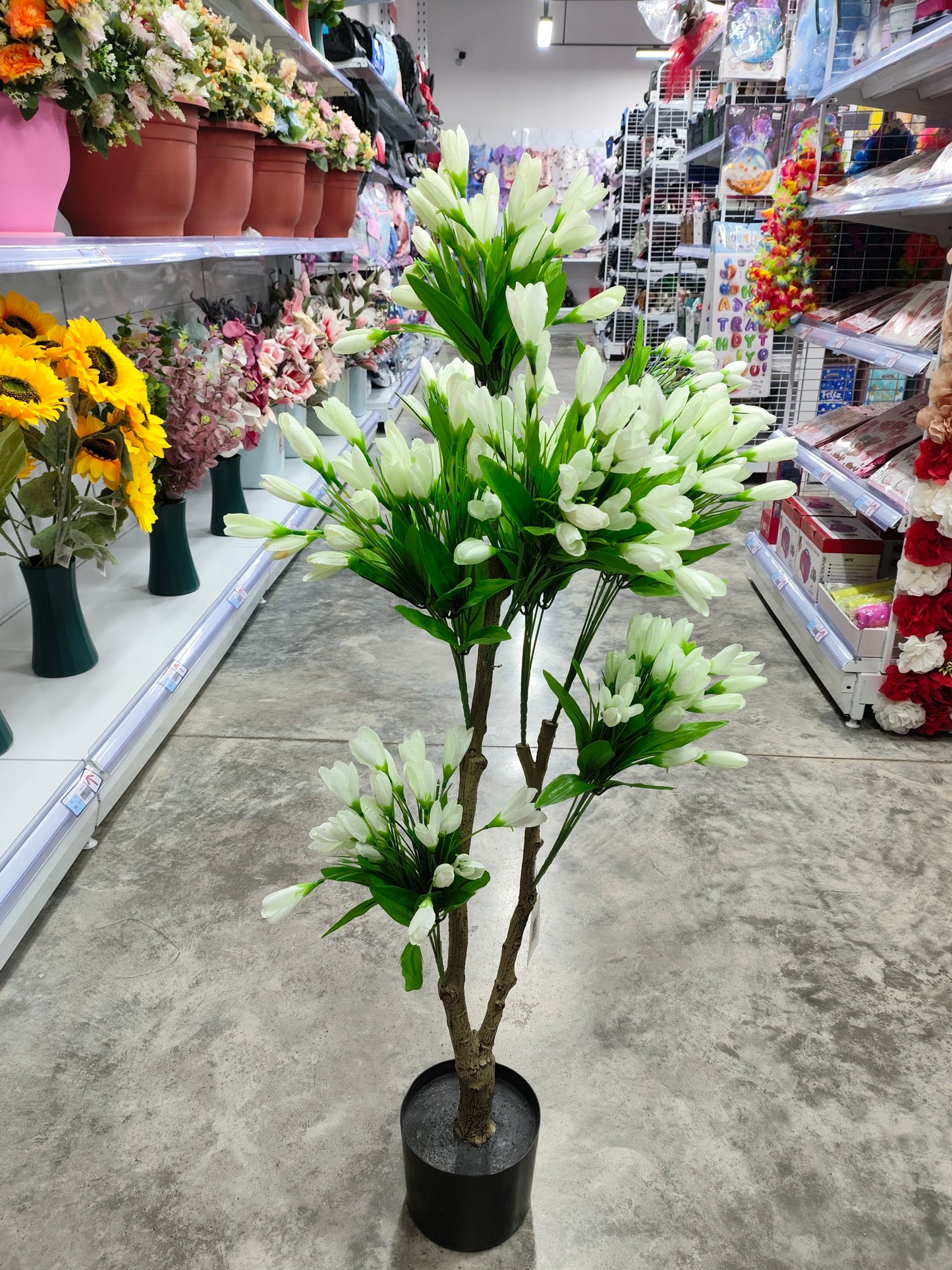 Planta *35