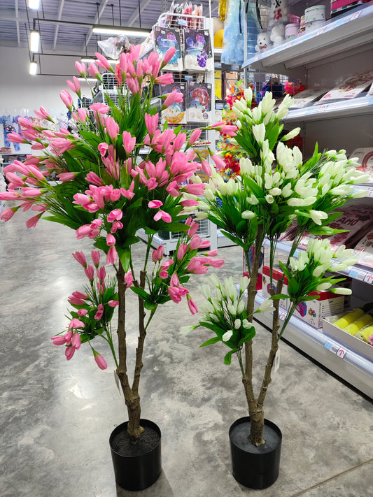 Planta *35