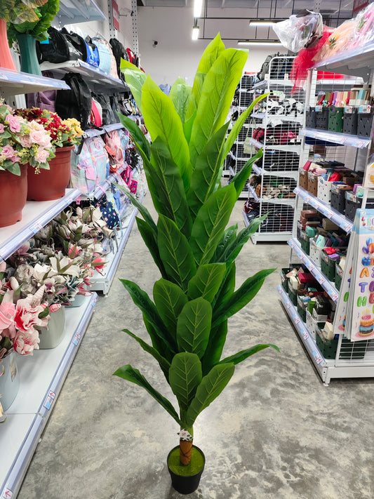 Planta 1.6M