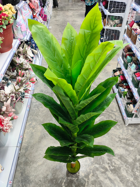 Planta 1.6M