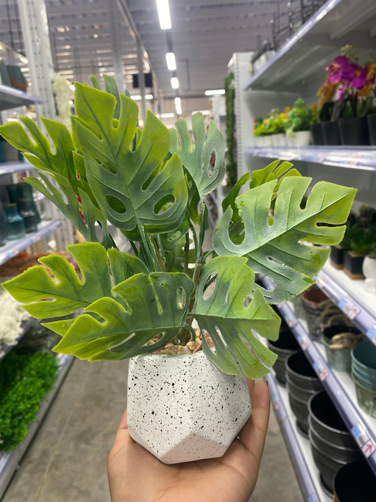 Planta