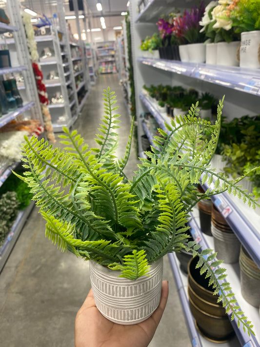 Planta