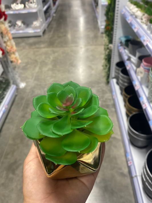 Plantas