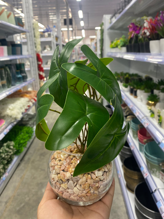 Planta