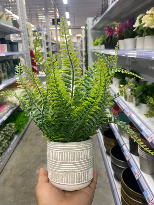 Planta