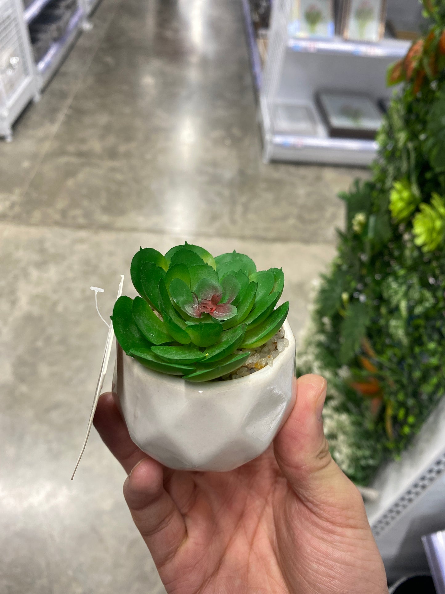 Plantas