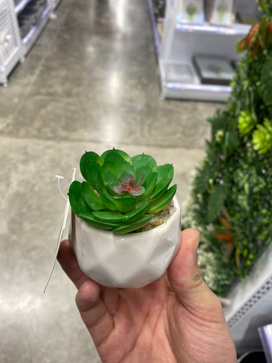 Plantas