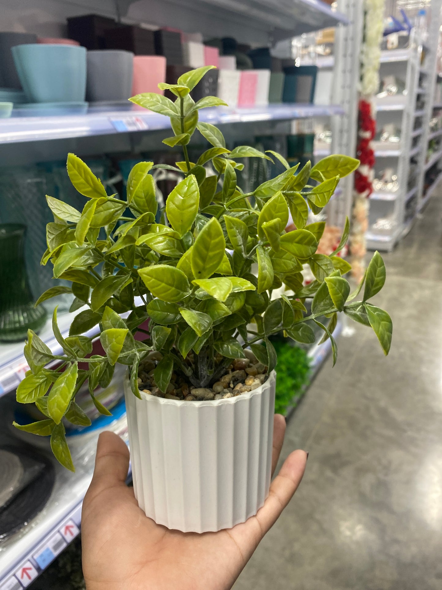 Maceta de eucalipto/Artificial