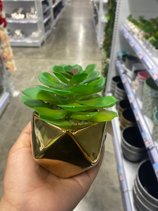 Plantas