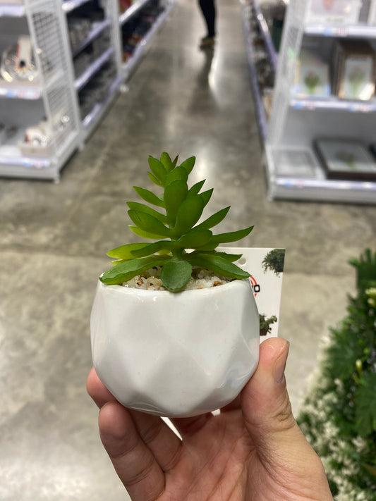 Plantas
