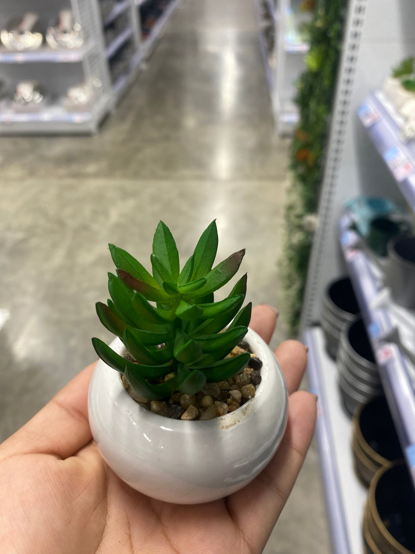 Adorno suculenta/C Maceta