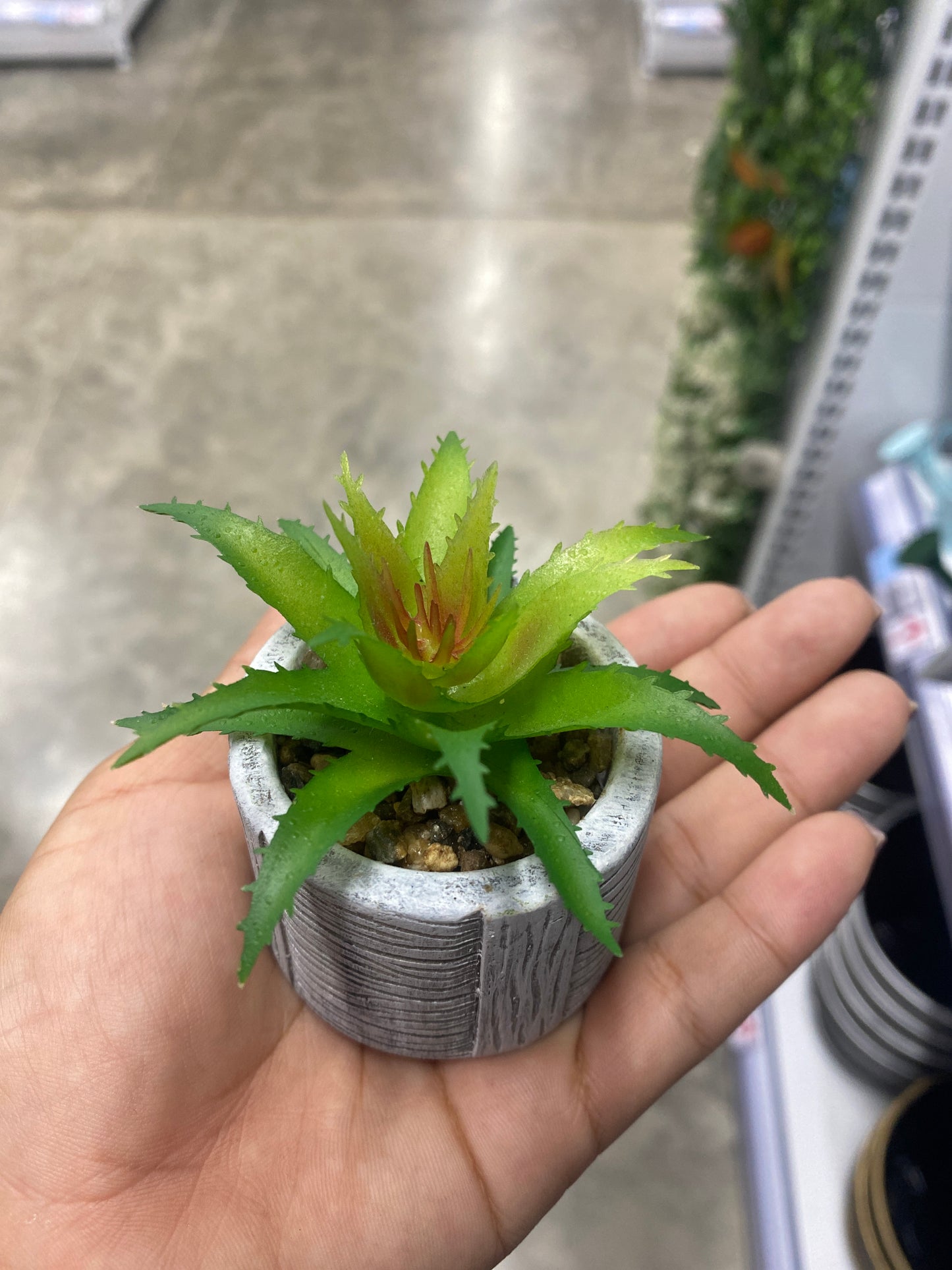 Adorno suculenta /C maceta bonsái