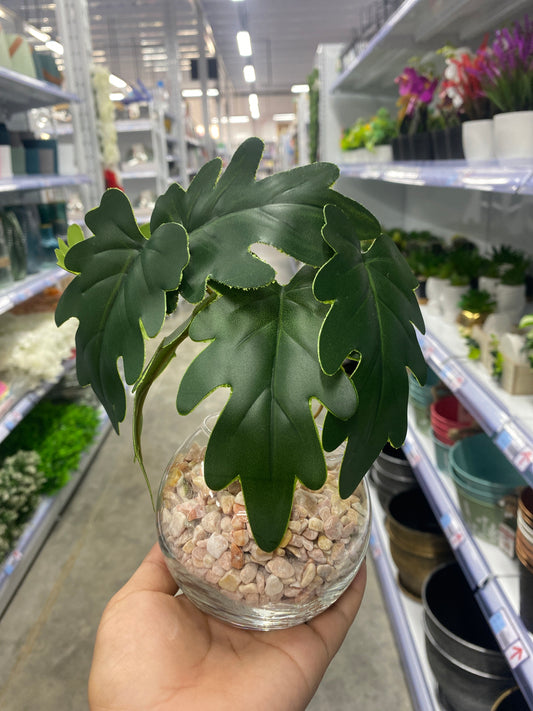 Planta