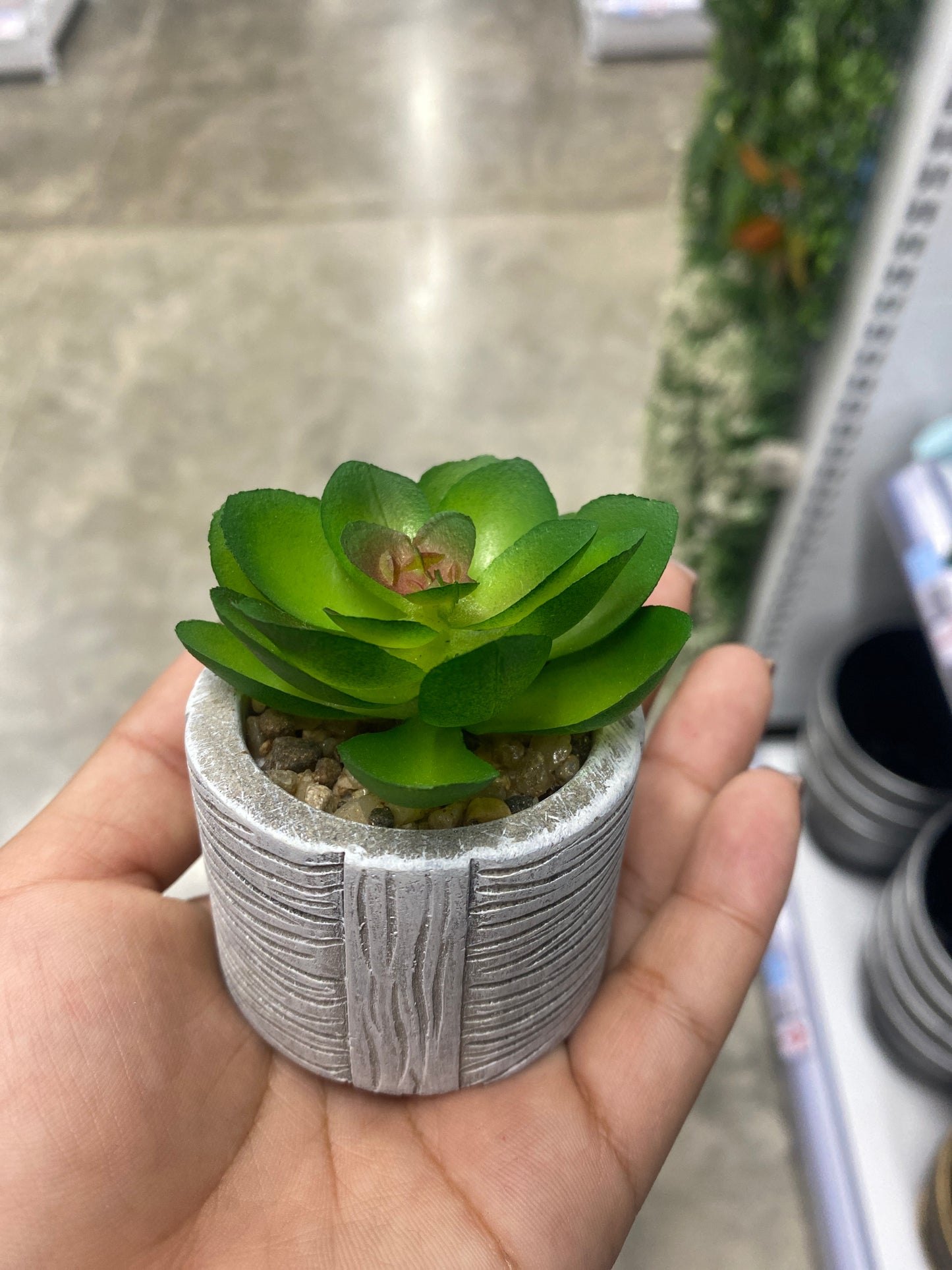 Adorno suculenta /C maceta bonsái