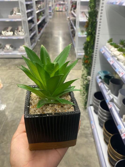 Planta