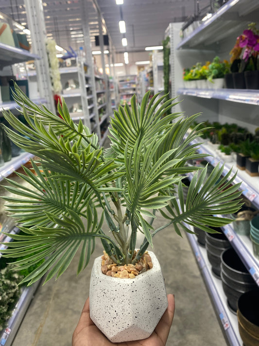 Planta