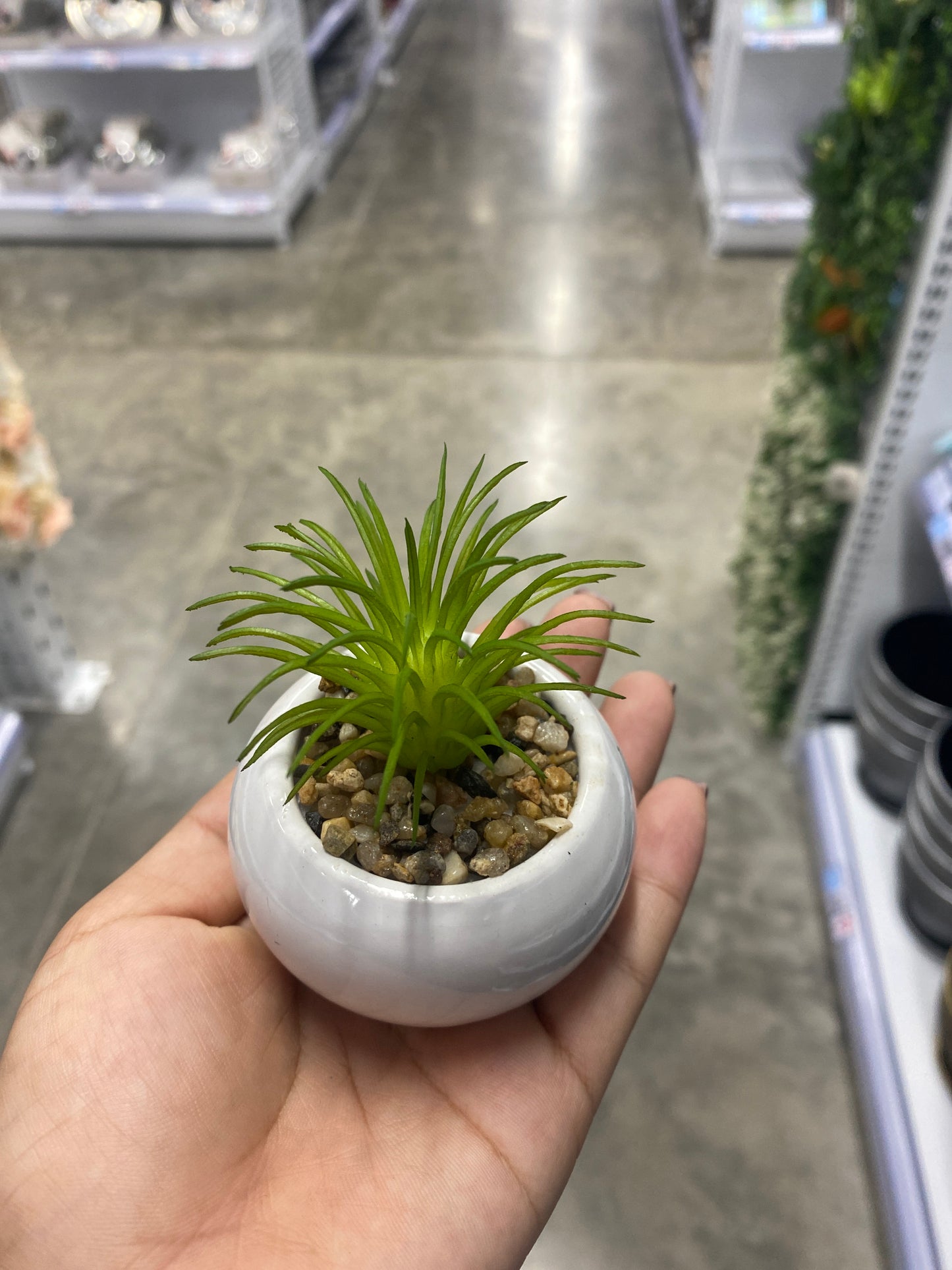 Adorno suculenta/C Maceta