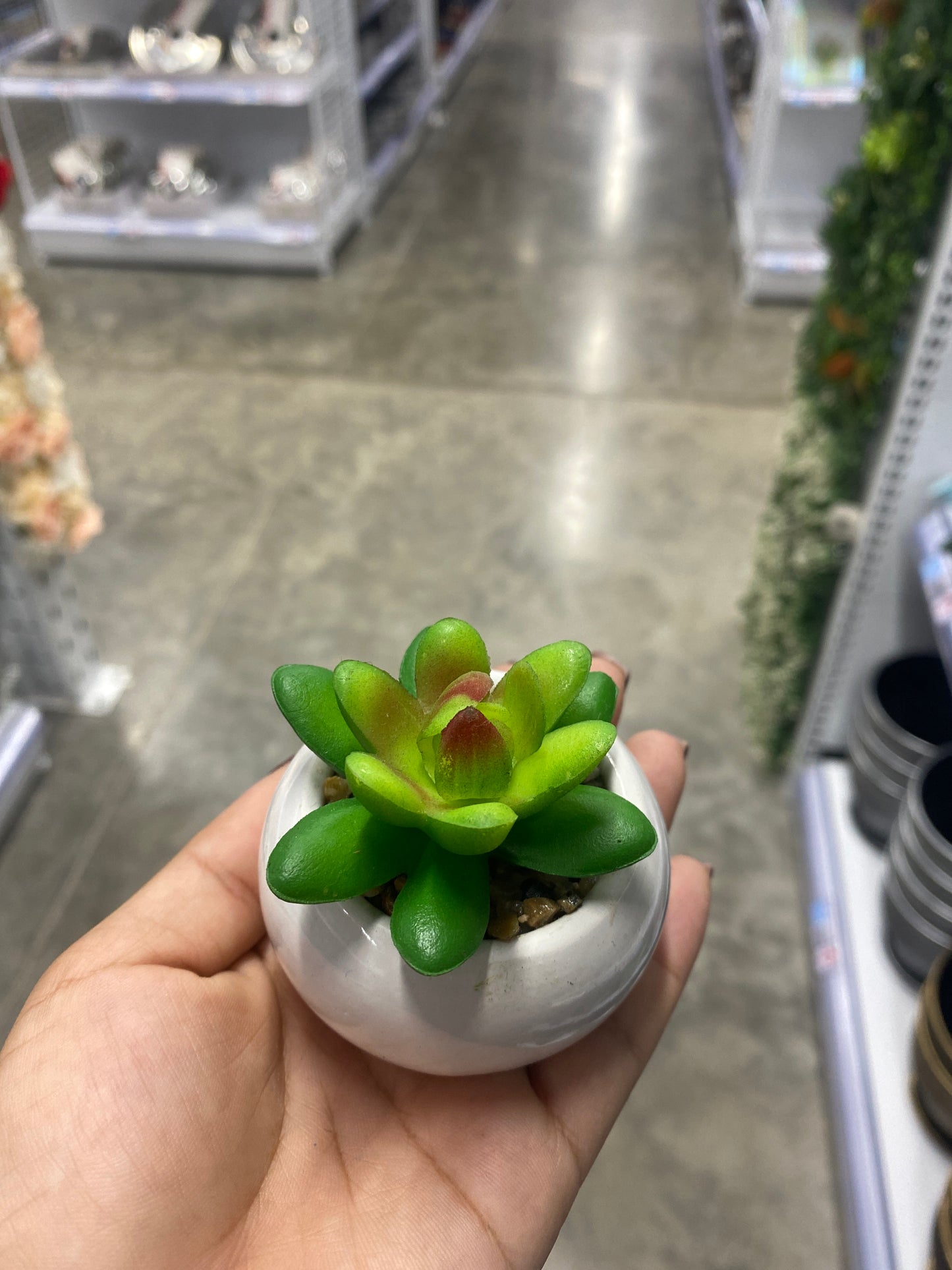 Adorno suculenta/C Maceta