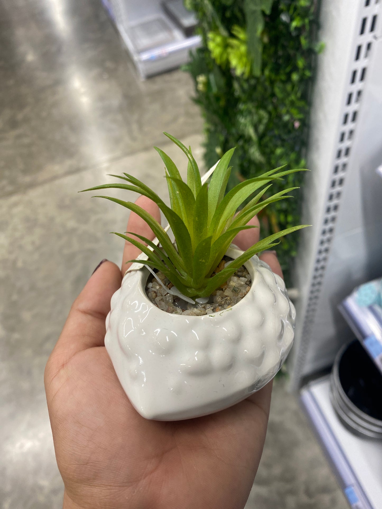 Plantas