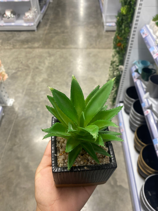 Planta