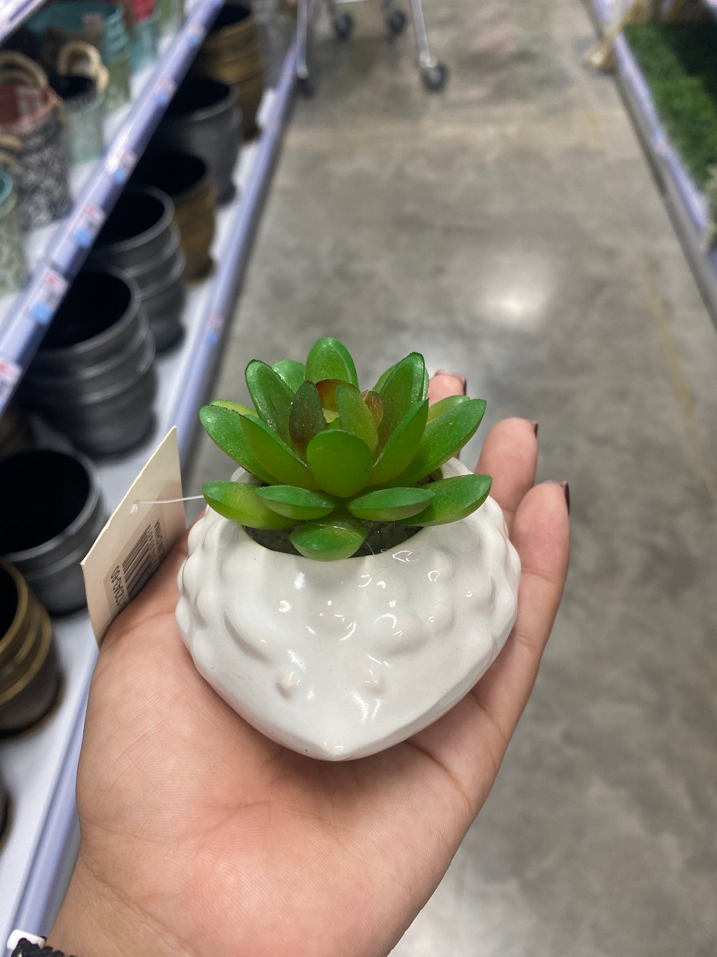 Plantas